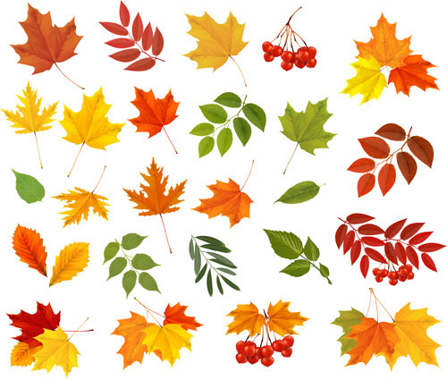 Various Autumn Leaves Set
